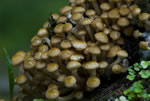 Opieka miodowa (Armillaria mellea)