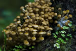 Opieka miodowa (Armillaria mellea)