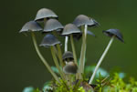 Czernidak ozdobny (Coprinus plicatilis)