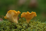 Pieprznik jadalny (kurka) (Cantharellus cibarius)