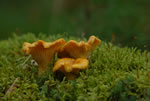 Pieprznik jadalny (kurka) (Cantharellus cibarius)