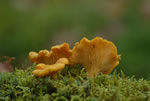 Pieprznik jadalny (kurka) (Cantharellus cibarius)