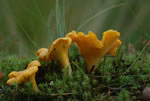 Pieprznik jadalny (kurka) (Cantharellus cibarius)