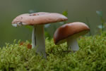 Gobek jadalny (Russula vesca)