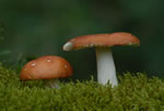 Gobek jadalny (Russula vesca)