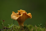 Pieprznik jadalny (kurka) (Cantharellus cibarius)