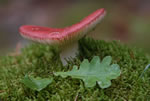 Gobek wymiotny (Russula emetica)