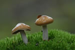 Zasonak luzowaty (Cortinarius collinitus)