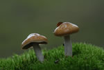 Zasonak luzowaty (Cortinarius collinitus)