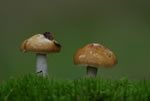 Zasonak luzowaty (Cortinarius collinitus)