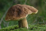 Borowik szlachetny (Boletus edulis)