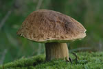 Borowik szlachetny (Boletus edulis)