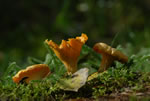 Pieprznik jadalny (kurka) (Cantharellus cibarius)