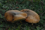 Malak zwyczajny (Suillus luteus)