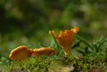 Pieprznik jadalny (kurka) (Cantharellus cibarius)