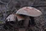 Muchomor czerwonawy (Amanita rubescens)