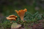 Pieprznik jadalny (kurka) (Cantharellus cibarius)