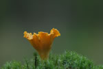 Pieprznik jadalny (kurka) (Cantharellus cibarius)