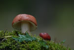 Gobek wymiotny (Russula emetica)