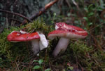 Gobek wymiotny (Russula emetica)