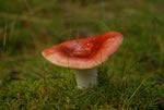 Gobek wymiotny (Russula emetica)