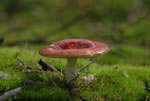 Gobek wymiotny (Russula emetica)