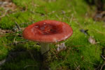 Gobek wymiotny (Russula emetica)