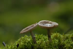 Muchomor porfirowy (Amanita porphyria)