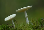 Muchomor sromotnikowy (Amanita phalloides)