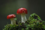 Gobek wymiotny (Russula emetica)