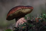 Borowik szlachetny (Boletus edulis)