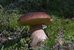 Borowik szlachetny (Boletus edulis)