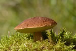 Borowik szlachetny (Boletus edulis)