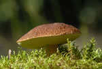 Borowik szlachetny (Boletus edulis)