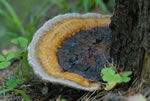 Pniarek obrzeony (Fomitopsis pinicola)