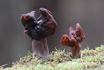 Piestrzenica infuowata (Gyromitra infula)