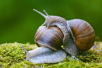 limaki Winniczki (Helix pomatia)