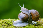 limaki Winniczki (Helix pomatia)