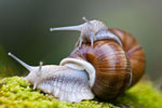 limaki Winniczki (Helix pomatia)