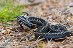 mija zygzakowata (Vipera berus)