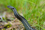 mija zygzakowata (Vipera berus)