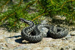 mija zygzakowata (Vipera berus)