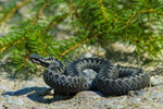 mija zygzakowata (Vipera berus)