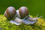 limaki Winniczki (Helix pomatia)