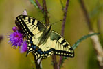 Pa krlowej (Papilio machaon)