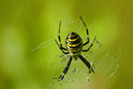 Tygrzyk paskowany (Argiope bruennichi)