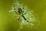 Tygrzyk paskowany (Argiope bruennichi)