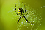 Tygrzyk paskowany (Argiope bruennichi)