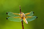 Waka czarnoplama (Libellula quadrimaculata)