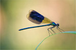 witezianka byszczca (Calopteryx splendens)